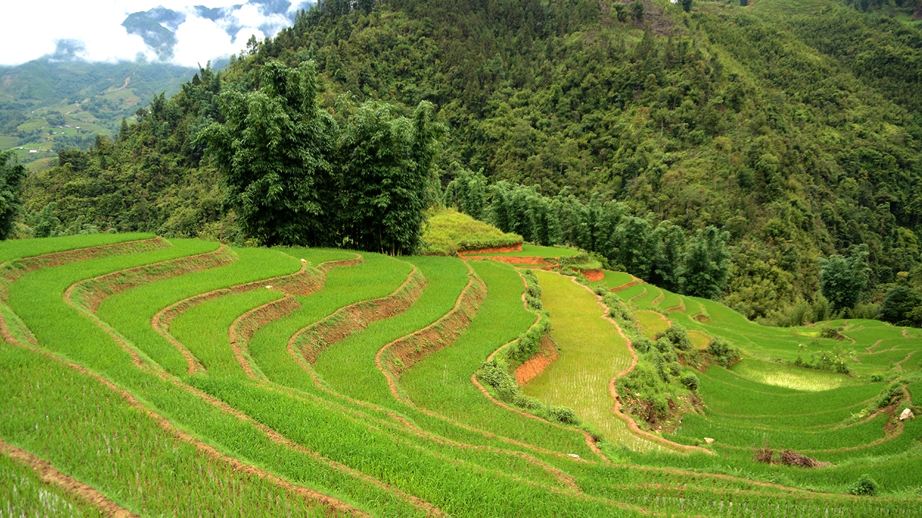 pakkerejse-klassiske-vietnam-sapa-rismarker-bjerge