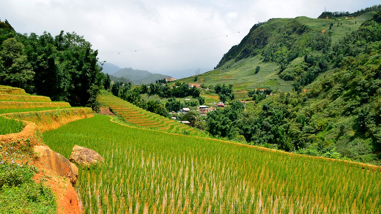 pakkerejse-klassiske-vietnam-sapa-rismarker